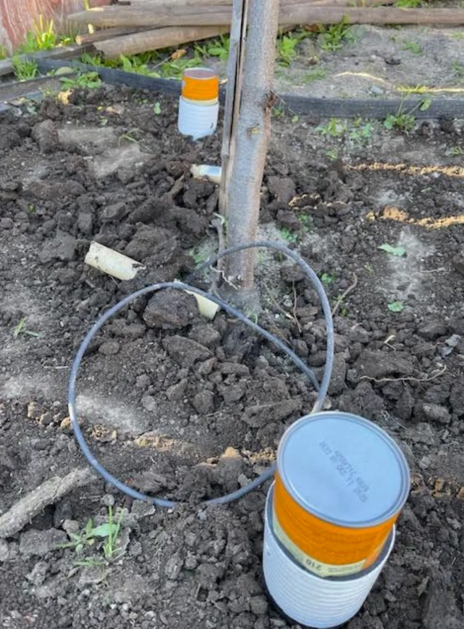 A deep-watering pipe installed at the base of a tree.