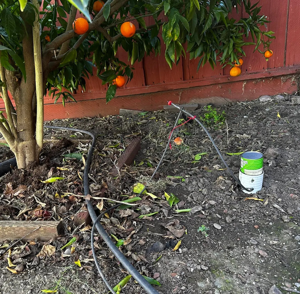 Pipe installed at the base of a young tree.